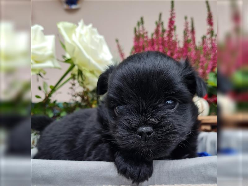 Bolonka zwetna-Pomeranian Hybrid-Welpen Rüde