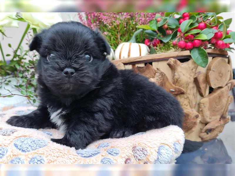 Bolonka zwetna-Pomeranian Hybrid-Welpen Rüde