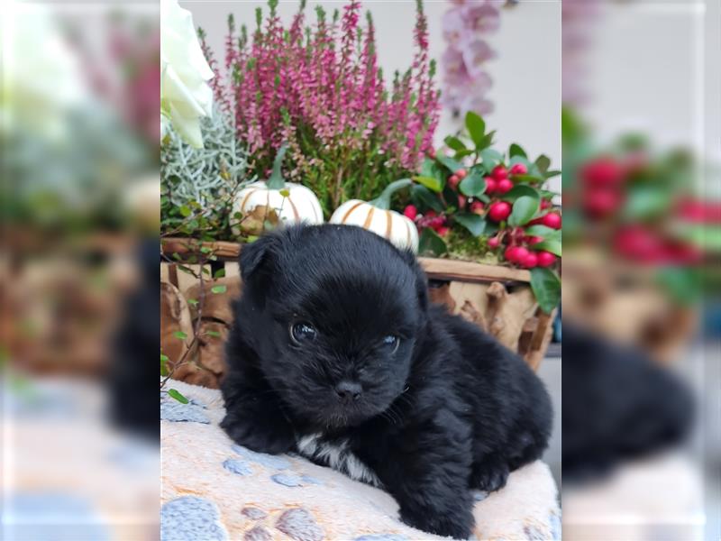 Bolonka zwetna-Pomeranian Hybrid-Welpen Rüde