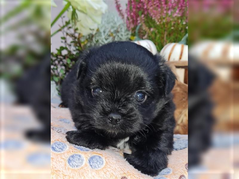 Bolonka zwetna-Pomeranian Hybrid-Welpen Rüde