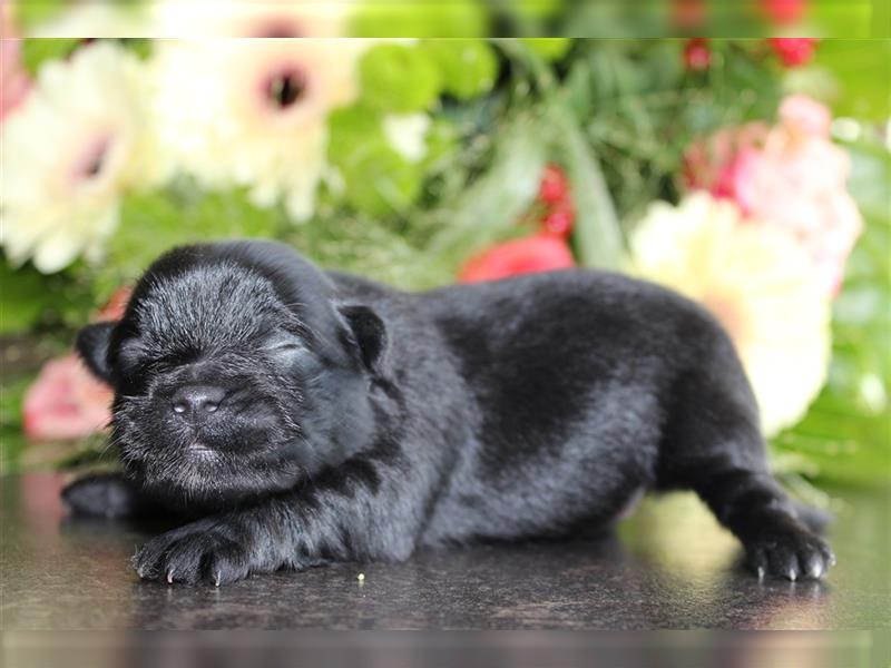 Bolonka zwetna-Pomeranian Hybrid-Welpen Rüde