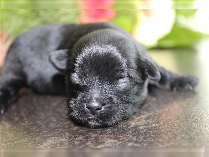 Bolonka zwetna-Pomeranian Hybrid-Welpen Rüde