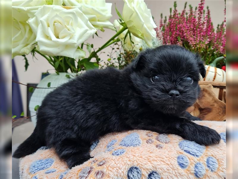 Bolonka zwetna-Pomeranian Hybrid-Welpen Rüde