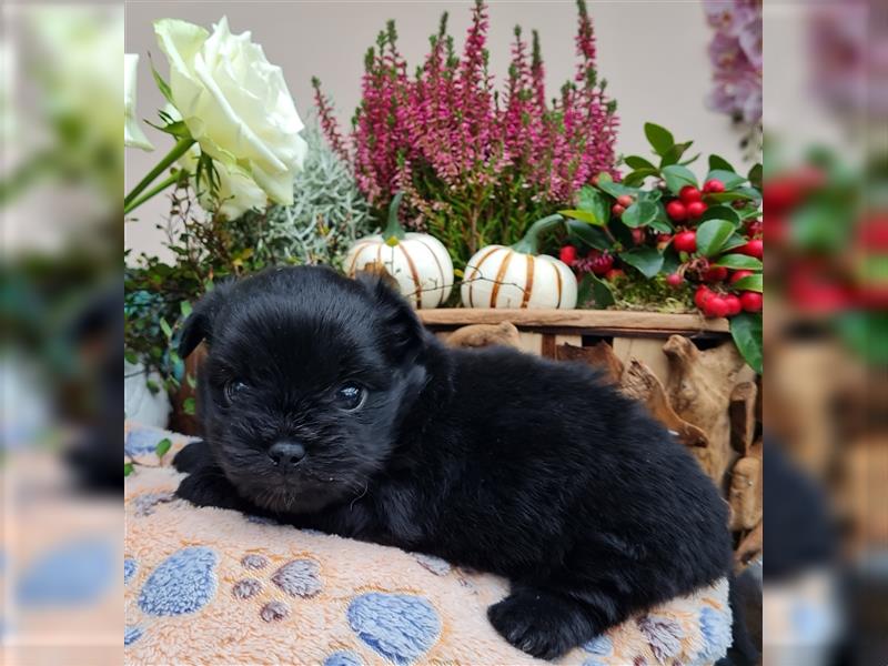 Bolonka zwetna-Pomeranian Hybrid-Welpen Rüde