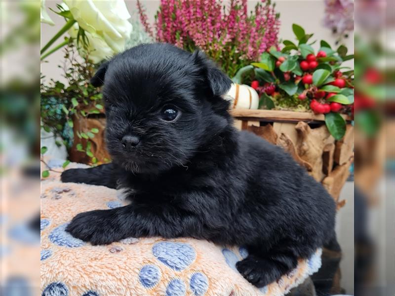 Bolonka zwetna-Pomeranian Hybrid-Welpen Rüde