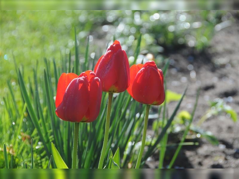 Ein Fest der Farben - Bolonka Zwetna Welpen - lustige Gesellen im Landhaus mit Garten am See