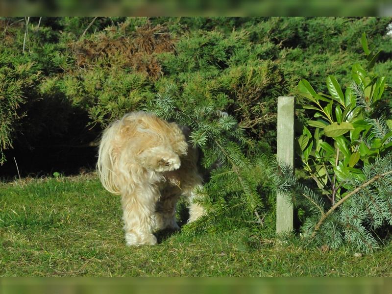 Ein Fest der Farben - Bolonka Zwetna Welpen - lustige Gesellen im Landhaus mit Garten am See