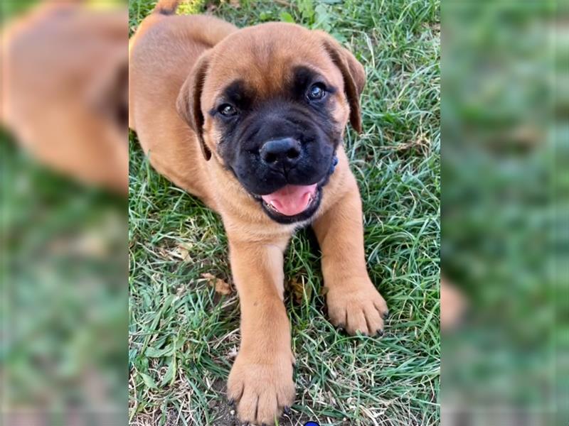 Bordeaux Dogge / Bullmastiff