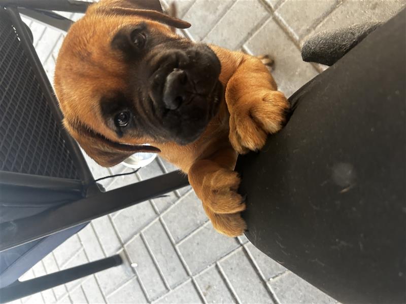 Bordeaux Dogge / Bullmastiff