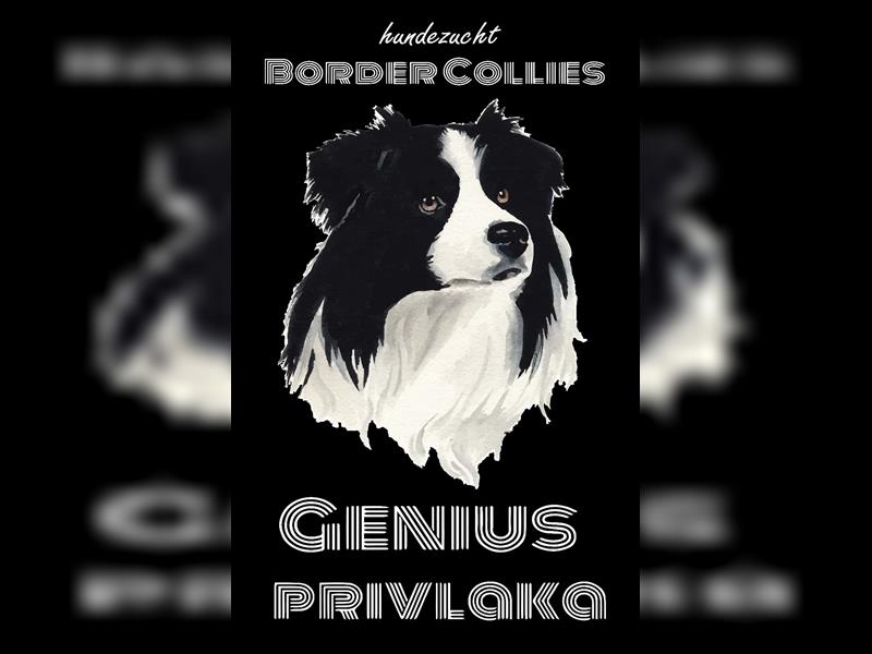 Border Collie Welpe