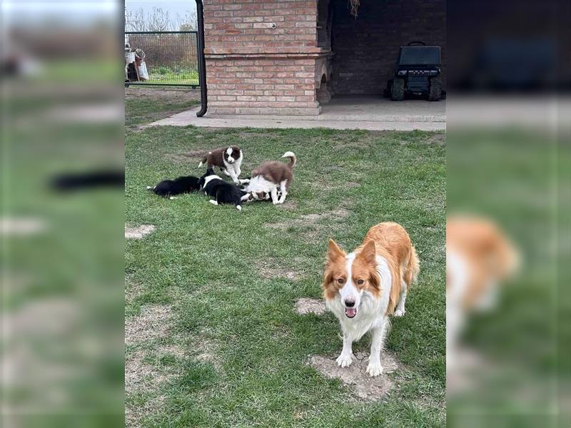 Border Collie Welpe