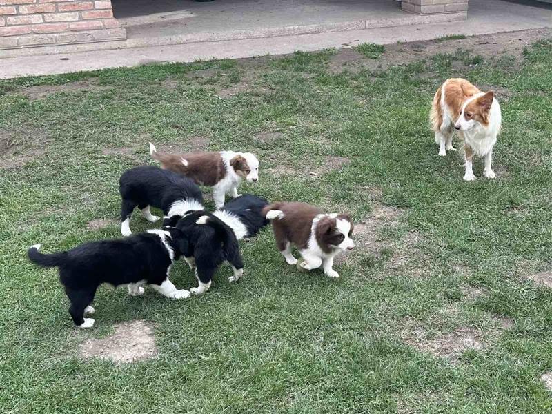 Border Collie Welpe