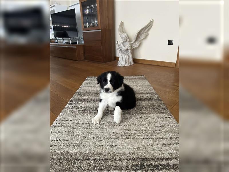 Border Collie Welpe