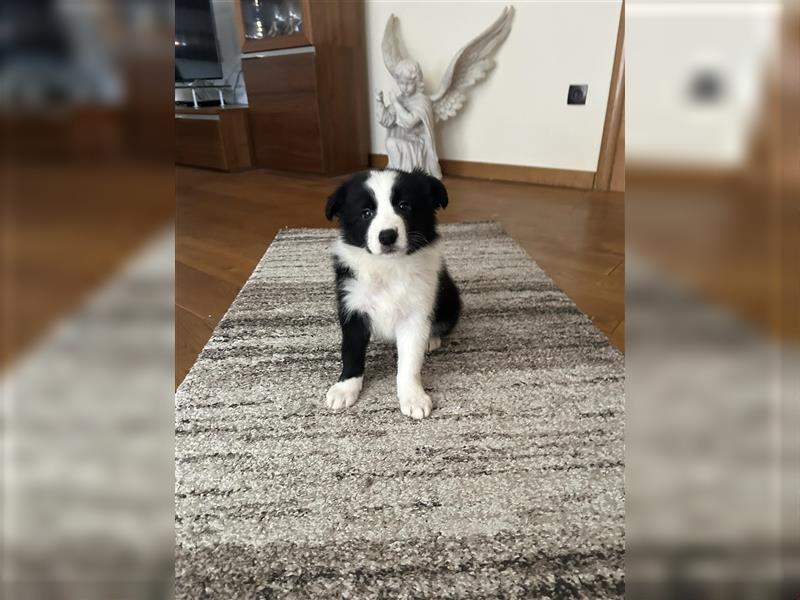 Border Collie Welpe