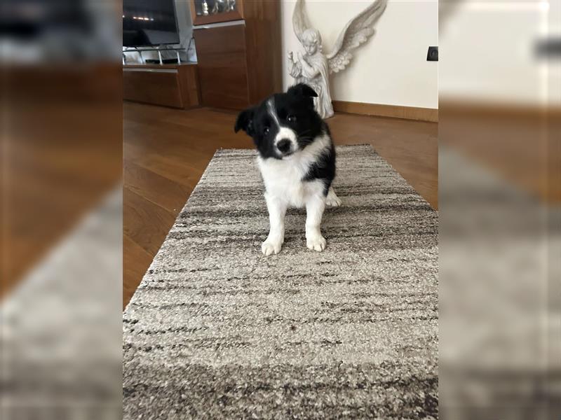 Border Collie Welpe