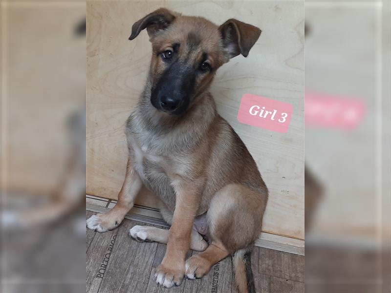 6 Bordercollie-Malinois Welpen, 11 Wochen,  550€