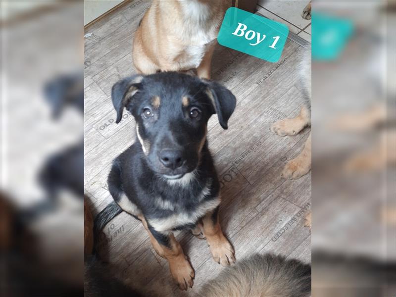 6 Bordercollie-Malinois Welpen, 11 Wochen,  550€