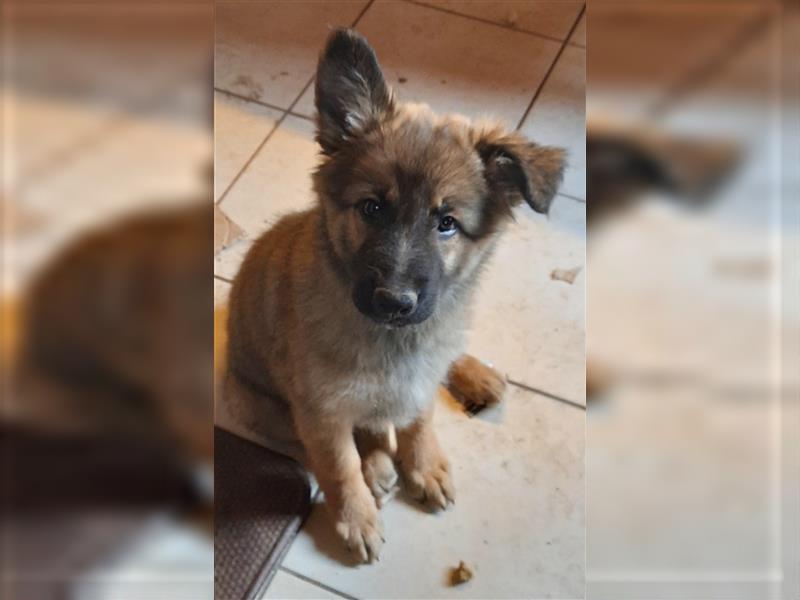 6 Bordercollie-Malinois Welpen, 11 Wochen,  550€