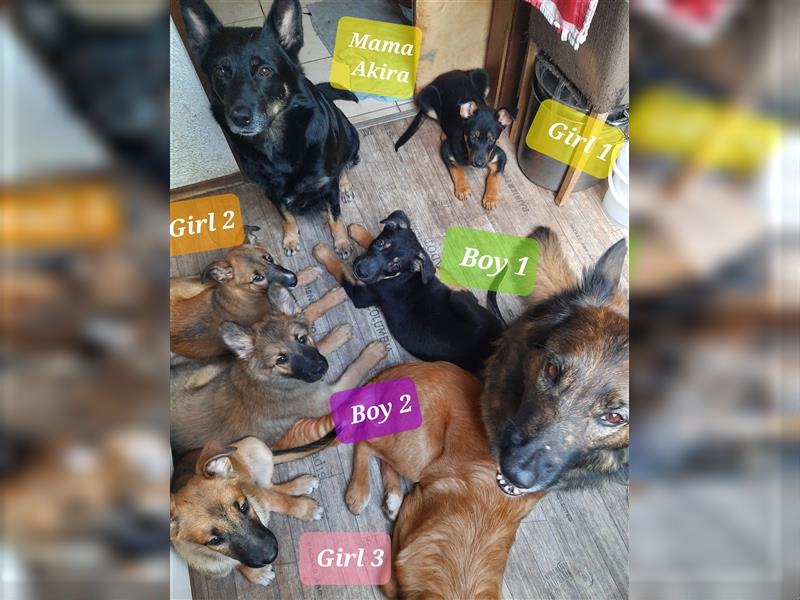 6 Bordercollie-Malinois Welpen, 11 Wochen,  550€