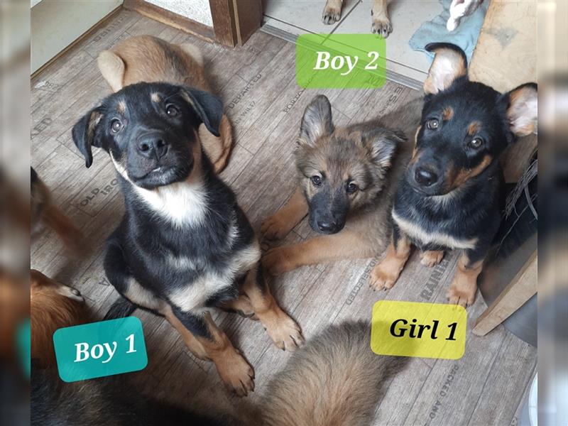 6 Bordercollie-Malinois Welpen, 11 Wochen,  550€