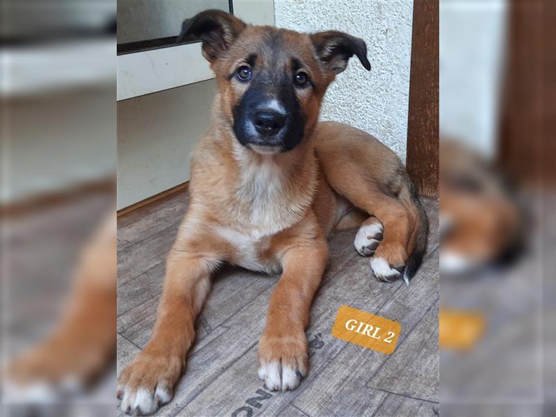 6 Bordercollie-Malinois Welpen, 11 Wochen,  550€