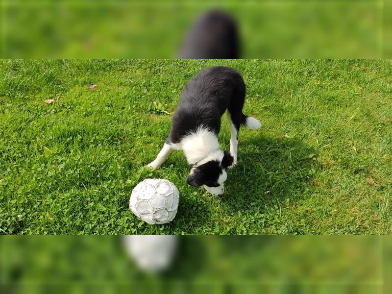 Border Collie Welpen