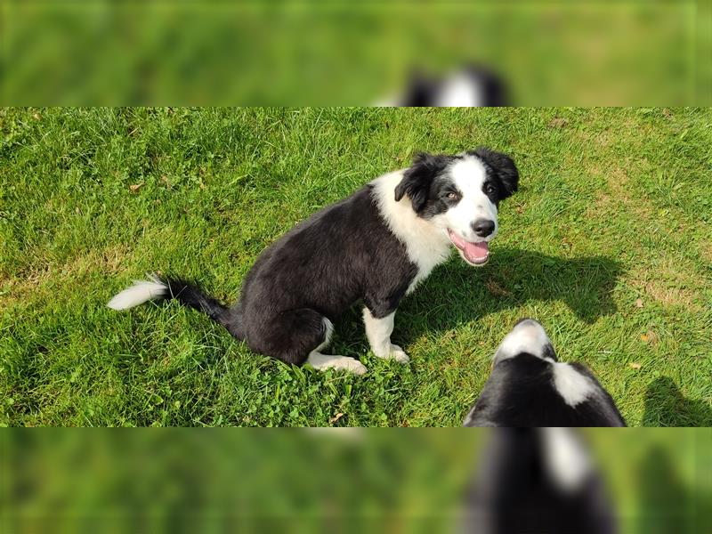 Border Collie Welpen