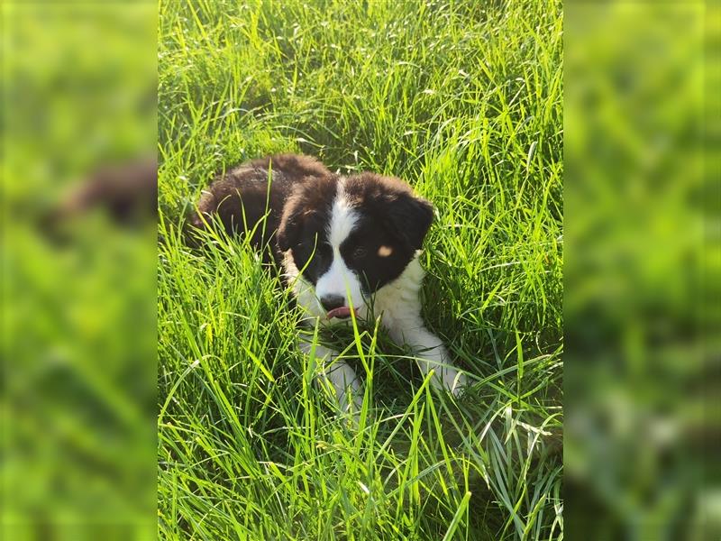 Border Collie Welpen