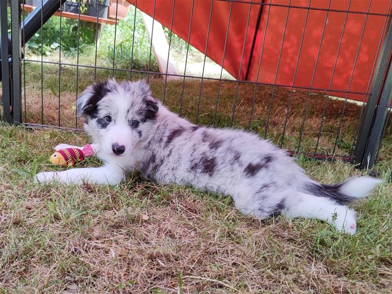 Reinrassige Borde Collie Welpen