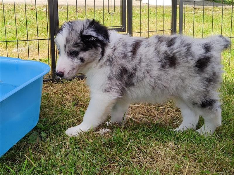 Reinrassige Borde Collie Welpen