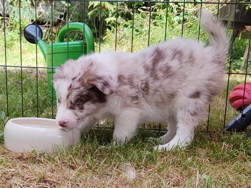 Reinrassige Borde Collie Welpen