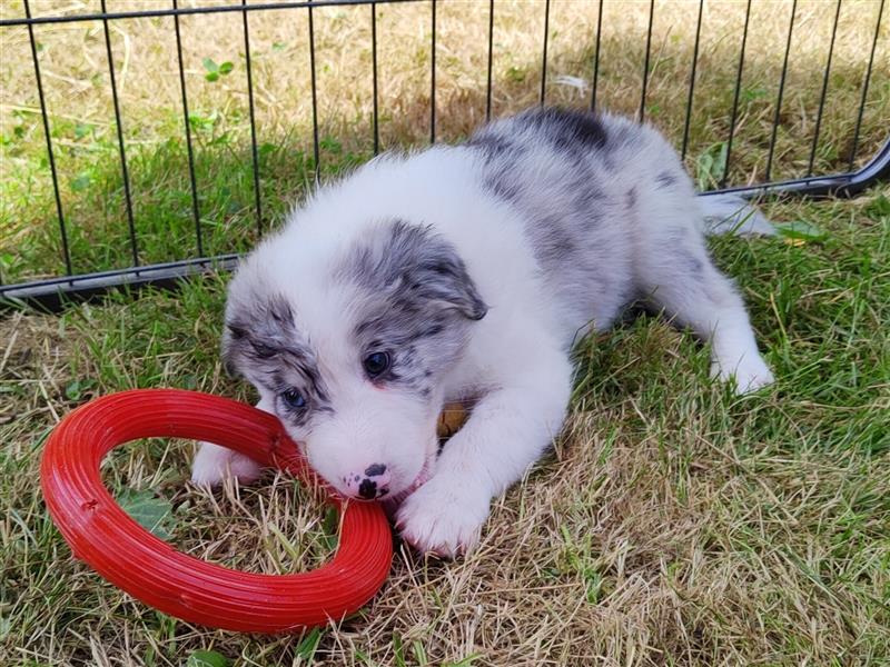 Reinrassige Borde Collie Welpen