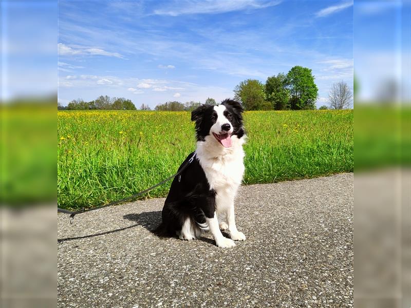 Reinrassige Borde Collie Welpen