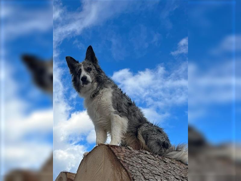 Reinrassige Borde Collie Welpen