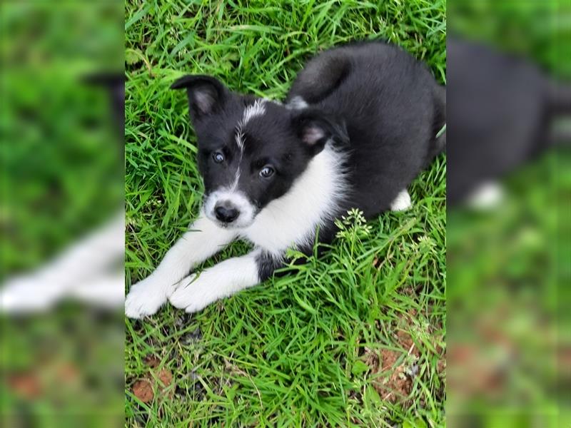 Border Collie Welpen reinrassig m. Papieren