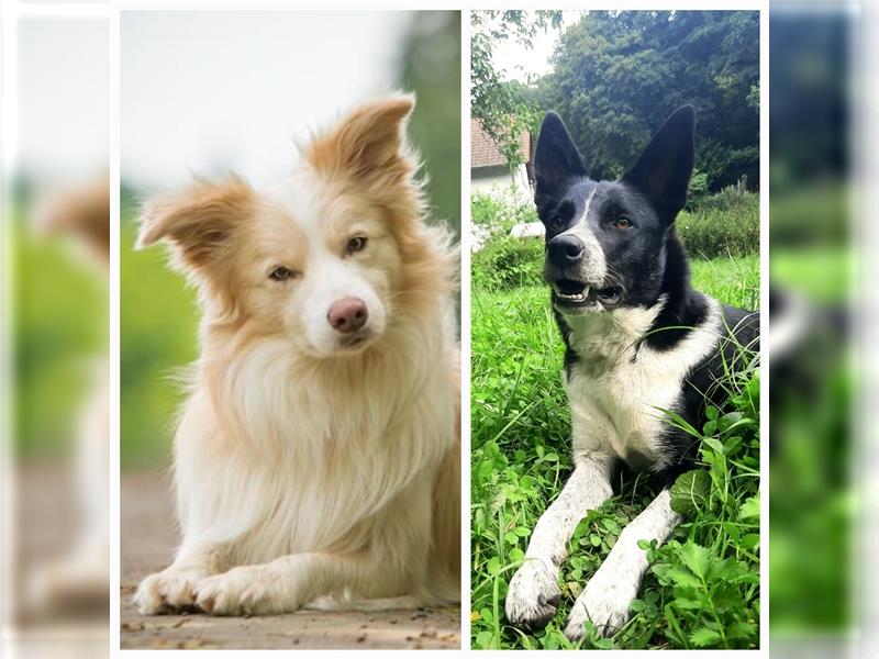 Border Collie Welpen reinrassig m. Papieren