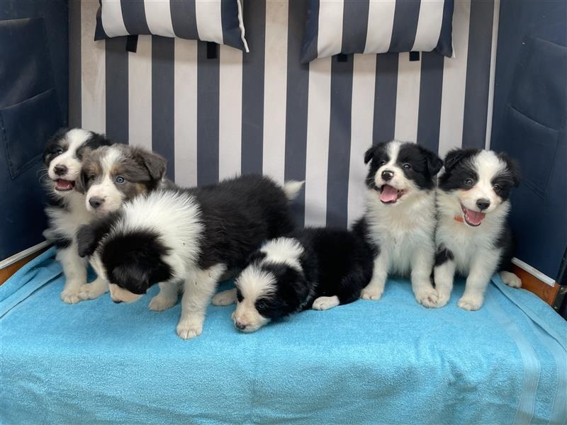 Border Collie Welpen mit Papiere