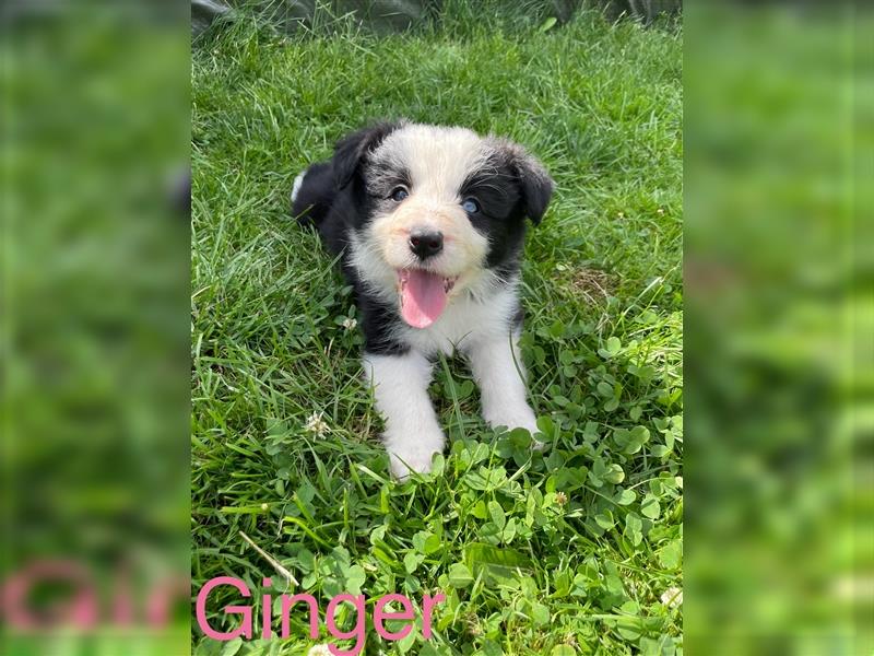 Border Collie Welpen mit Papiere