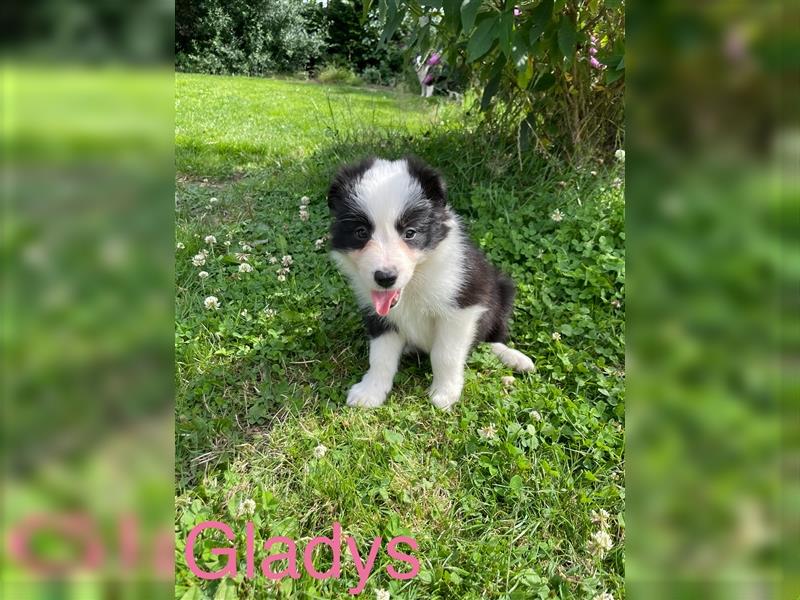 Border Collie Welpen mit Papiere