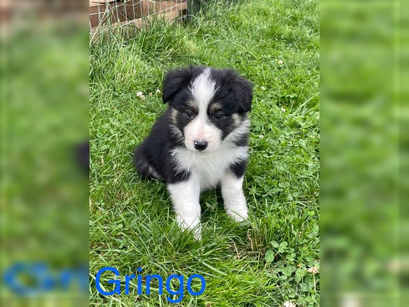 Border Collie Welpen mit Papiere