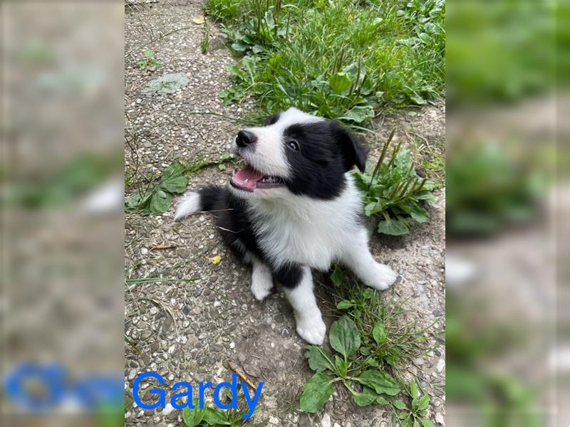 Border Collie Welpen mit Papiere