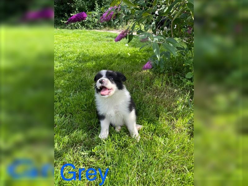 Border Collie Welpen mit Papiere