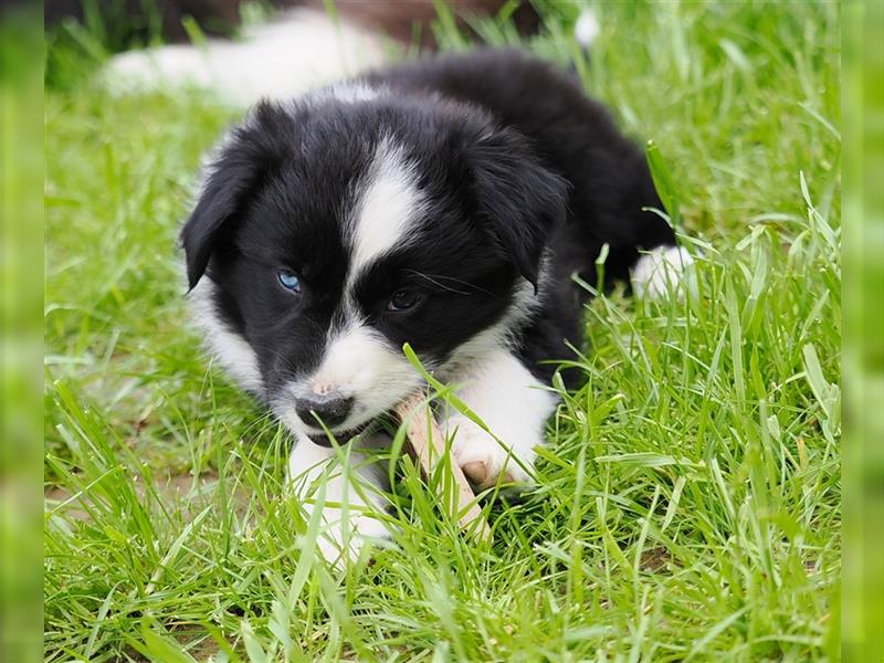 Border Collie Welpen