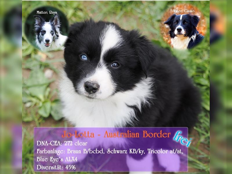 Border Collie Welpen