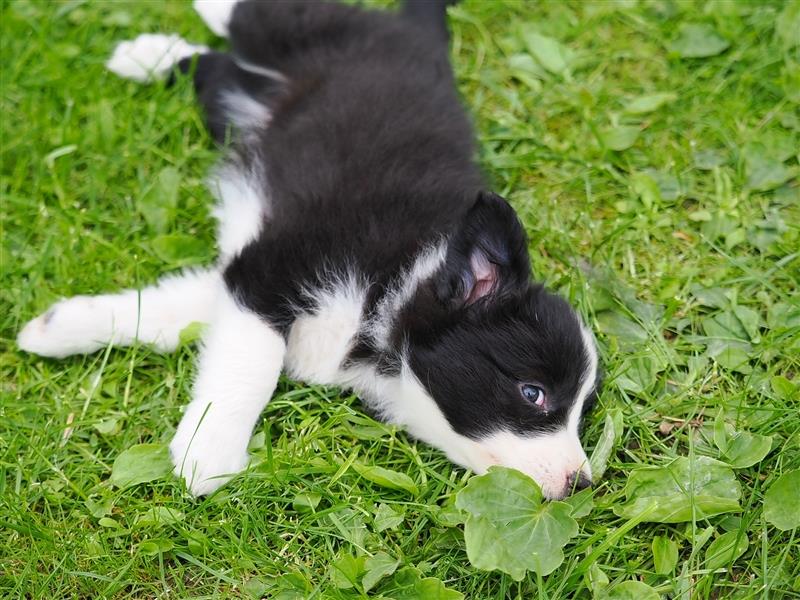 Border Collie Welpen