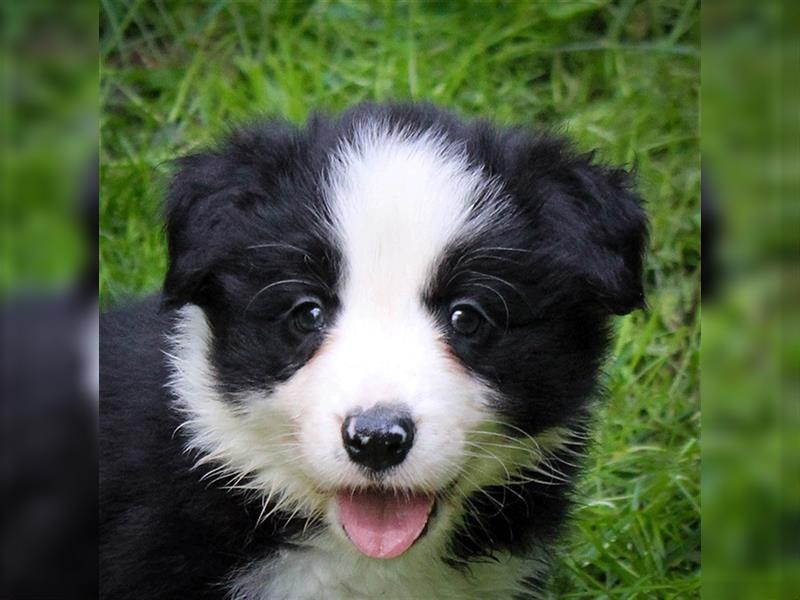 Border Collie Welpen Abgabe Ende Juni