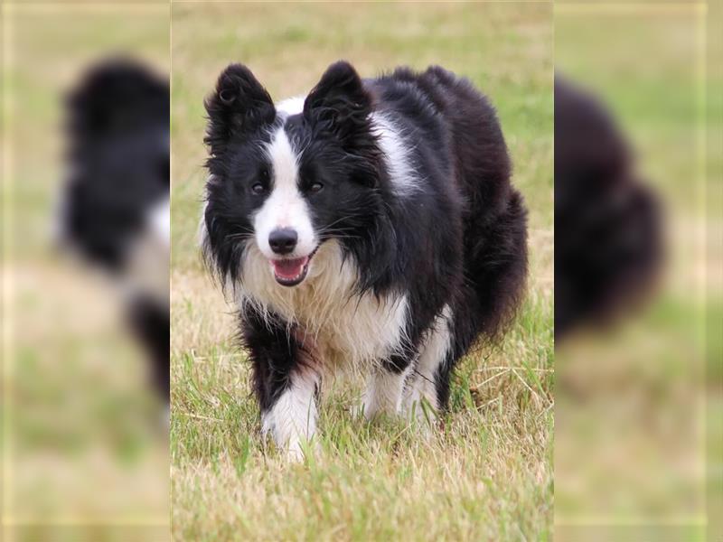 Border Collie Welpen Abgabe Ende Juni