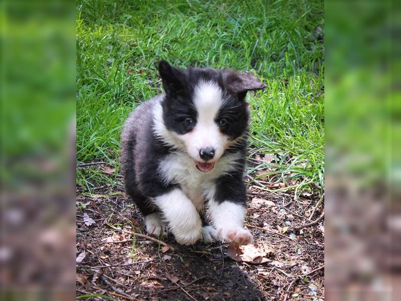 Border Collie Welpen Abgabe Ende Juni