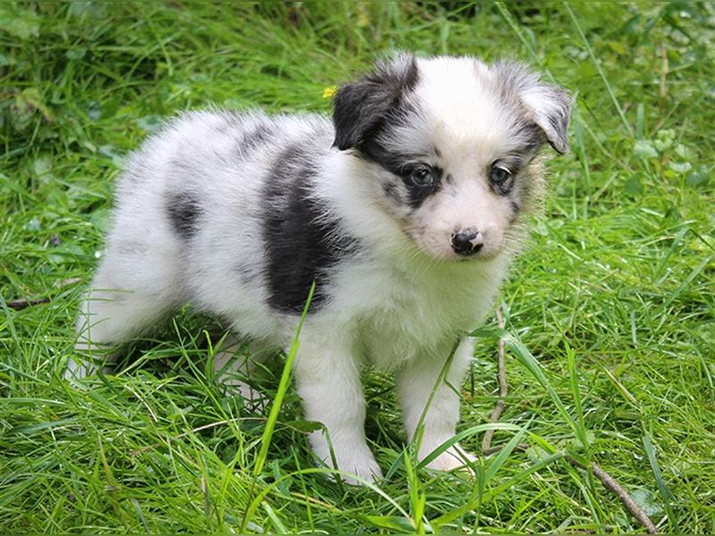 Border Collie Welpen Abgabe Ende Juni