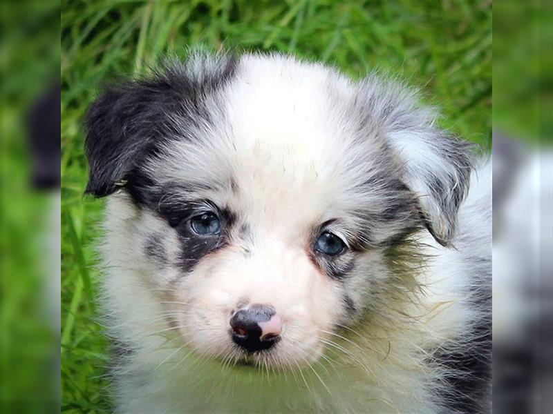 Border Collie Welpen Abgabe Ende Juni